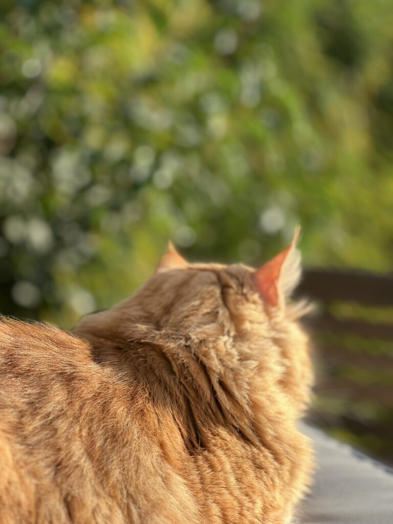 le chat du chat potier